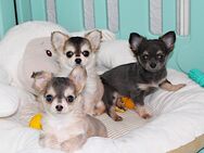 Bezaubernde Chihuahua Welpen mit Ahnentafel - Köthen (Anhalt)