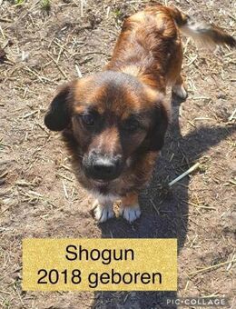 Shogun ♥ gerettet aus Tötung Slatina - Uetze