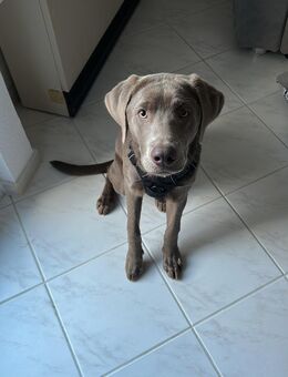 Labrador Retriever - Hattingen