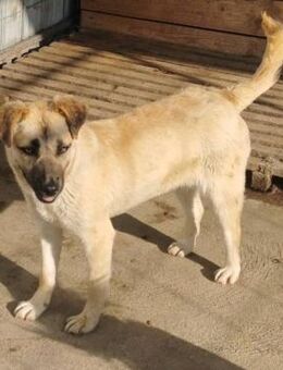 Smilla sucht ein liebevolles Zuhause - Blankenheim (Nordrhein-Westfalen)