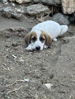 Zuhause/Pflegestelle gesucht für Ida - Miesbach