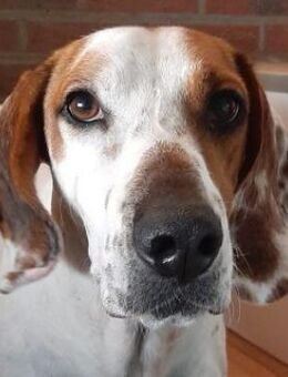 Zack, geb. ca. 10/2022, 23556 Lübeck - Euskirchen