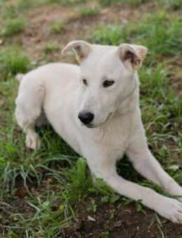 PAULO - aktiver Begleiter durch den Tag - Overath