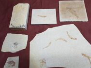jahrmillionen alte Versteinerungen, Fossilien Trilobiten Amoniten versteinerte Fische - Hamburg Hamburg-Nord