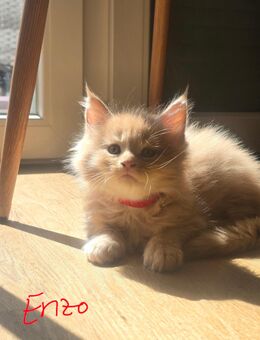 Cremefarbige Maine Coone Kitten - Stuhr