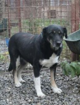 Donatella - Pflegestelle oder Zuh ges. - Oberwies