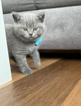 Britisch Kurzhaar Katze - Borkwalde