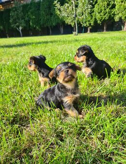 Reinrassige Yorkshire-Terrier mit Ahnentafel - Garrel