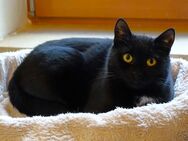 Abby – Verspielte Motte sucht Katzenflüster/in - Oberkrämer