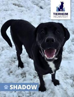 Shadow Zuhause gesucht - Wiesenburg