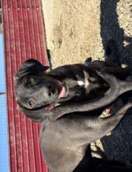 Ulli sucht seine Zweibeiner - Celle