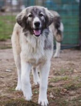 Prachtvoller Bjarni sucht Zuhause - München