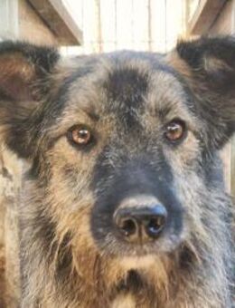 ViTO-freundlicher Rüde 4 Jahre-55cm - Rösrath