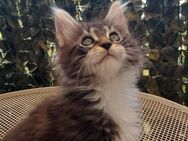 **Traumhafte MC Kitten im absoluten Wildlook - Frankfurt (Main) Heddernheim