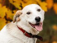 Tolle Dakota sucht aktives Zuhause - Duisburg