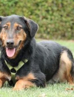 Jerry ein Traum von Hund ... - Hagen (Stadt der FernUniversität)