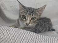 Ursula aus dem Tierschutz - Grevenbroich