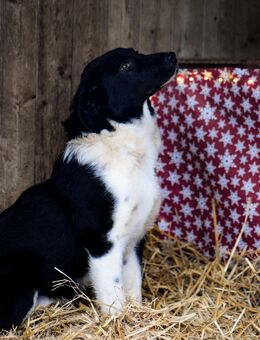 Unsere sehr menschenbezogene Cloe ca 6,5 Monate alt und ca 45 cm groß - Angern