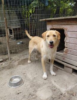 Tommy 53 cm - Alpenrod