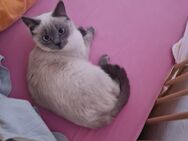 Verkaufe Katzen Mädchen (Mischling) Siam-Ragdoll - Braunschweig Zentrum