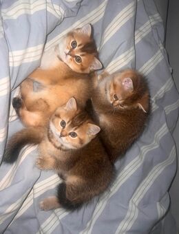 BKH Kitten Reservierung offen - Hamburg Wandsbek