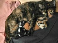 Süße Katzenbabys suchen ein Zuhause.... - Ebersberg