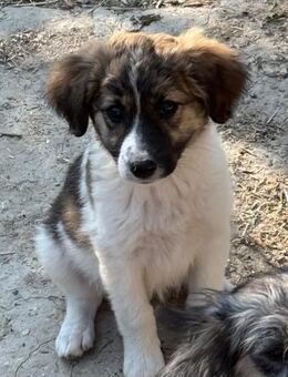 MELODY 🎶❤️ - Markkleeberg