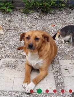 Ruhige LIA sucht liebevolles Zuhause - Büdingen