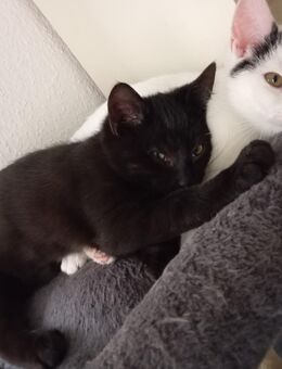 Süße Katzenbabys - Krefeld