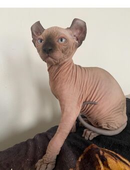 Sphynx Baby Kätzchen - Wöllstadt