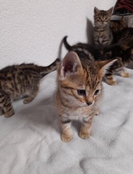 Babykatzen - Ahorn (Baden-Württemberg)