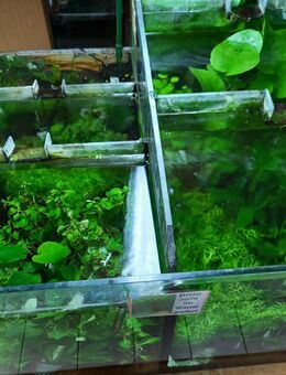 Aquariumpflanzen frisch eingetroffen. - Hohenroth
