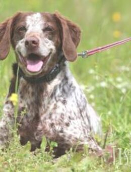 Tisha braucht einfühsame Menschen - Untergruppenbach