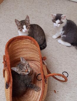 Tolle junge Katzen - Buchheim
