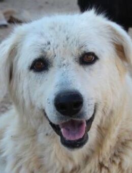 Felicitas, geb. ca. 12/2021,GRIECHENLAND - Markdorf