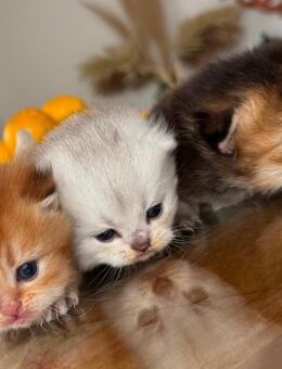 BKH kitten reinrassig britische katzen Black golden tabby Black silver shaded von Züchter - Ochsenhausen
