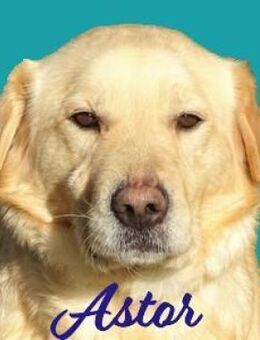 ASTOR sucht seine Menschen - Gefrees
