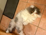 3 jähriger Perserkater in liebevolle Hände abzugeben - Nagel