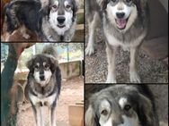 Medo Malamute Mischlingsrüde Rüde jung - Margetshöchheim