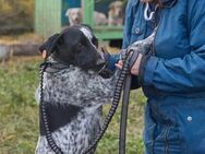 Piggy❤️sucht Pflege- oder Endstelle - Rott (Inn)