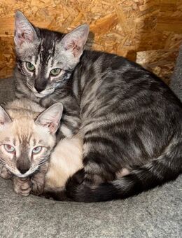 Bengal Kitten in der Farbe Lynx und Black Silver Charcoal - Wriezen