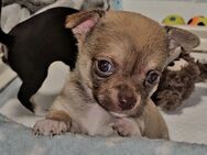 Chihuahua-Männchen (Kurzhaar) sucht liebevolle Familie! - Uder