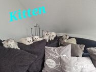 BLH Kitten - Kerpen (Kolpingstadt)