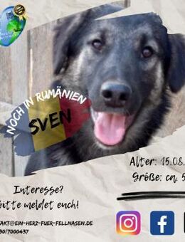 SVEN - hat ein große Familie - Waakirchen