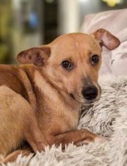 Hazel - tolle Hündin sucht - Berlin