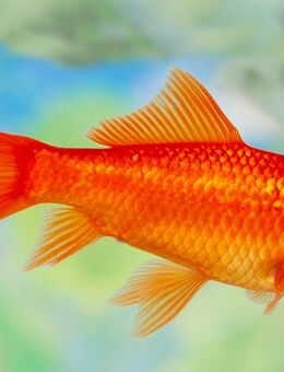 Nachzuchten -Goldfische - Runkel Zentrum