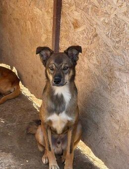 Hübscher Rüde B548 sucht erf. Zuhause - Neuberg