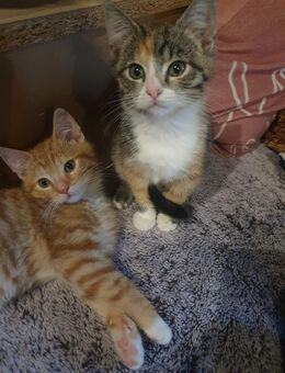 EKH-MIX KITTEN - Neuenkirchen (Schleswig-Holstein)