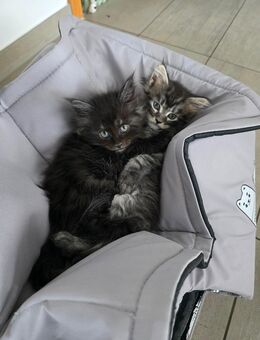4 Zuckersüsse Maine Coon Kitten - Todtenweis