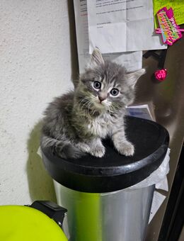 🐾 Süßes Katzenmädchen abzugeben 🐾 - Frankfurt (Main)